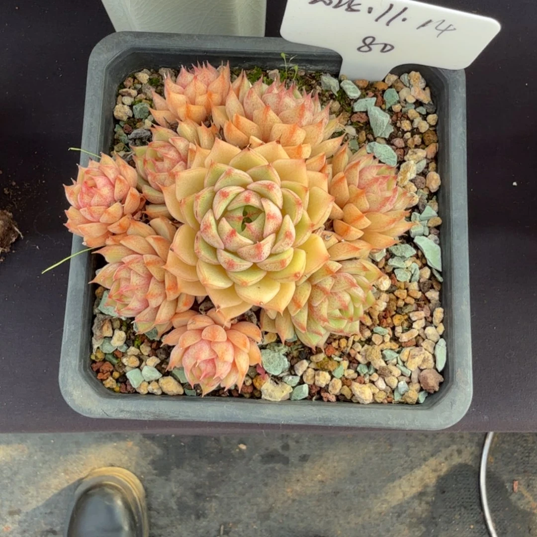 一物一拍11-14笨吧群80