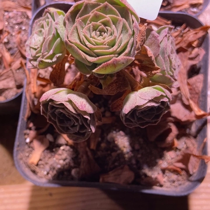 突***风7928山地玫瑰花群