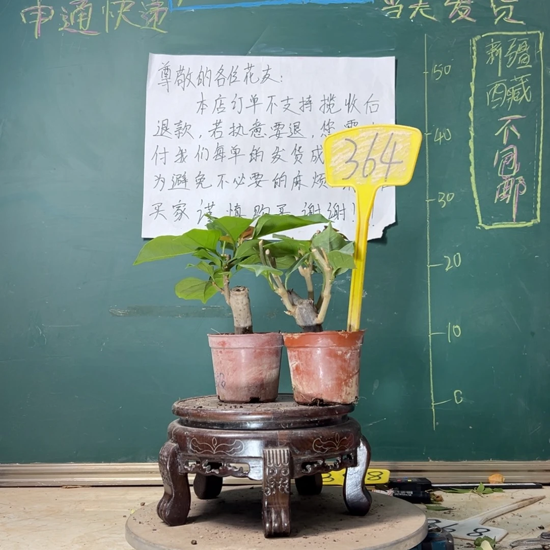 当前无花栽培后可以开花印度画报掌中宝 中国红掌中宝364