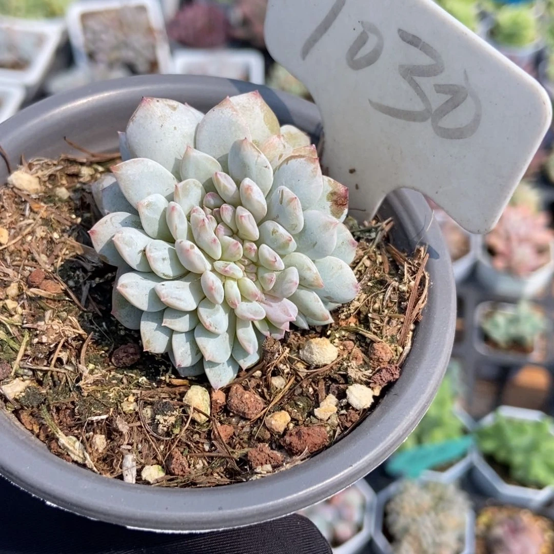 1030玉芙蓉缀多肉植物