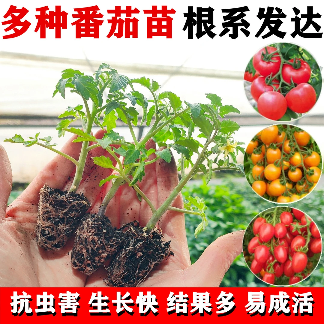 圣女果蔬菜苗秧苗西红柿苗番茄苗盆栽矮生千禧圣秧苗春季菜苗