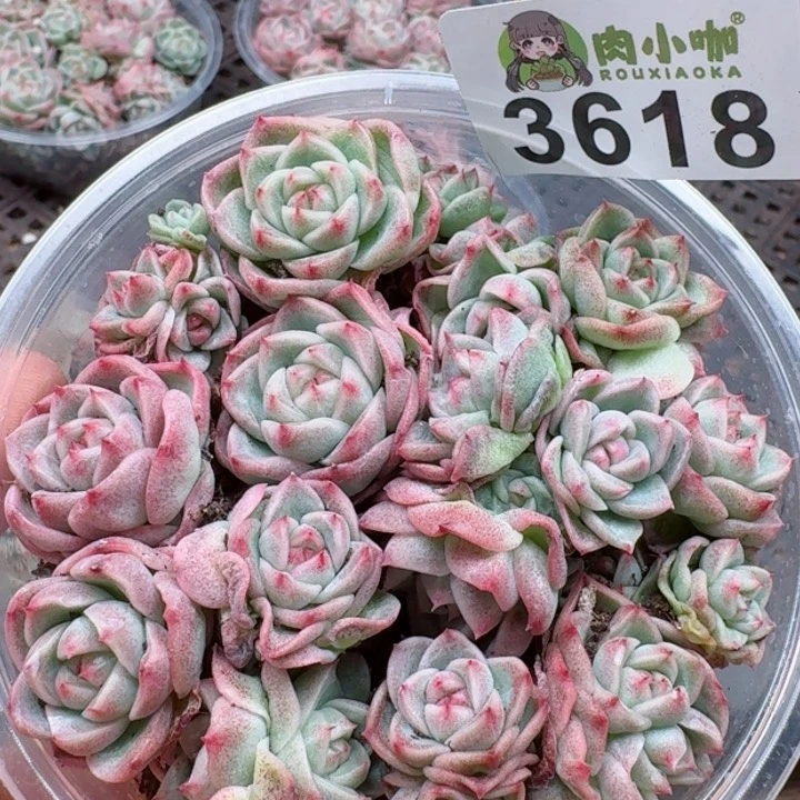 多肉植物多肉植物