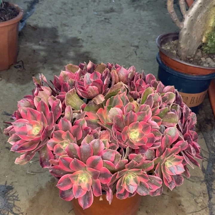 女妖多肉植物58。