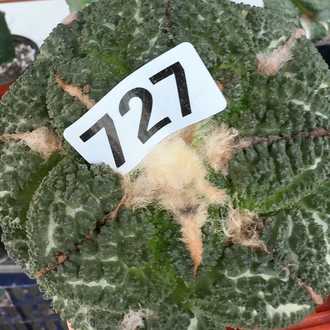 【闪购商品】无花朵推*大尤哥斯拉727仙人球