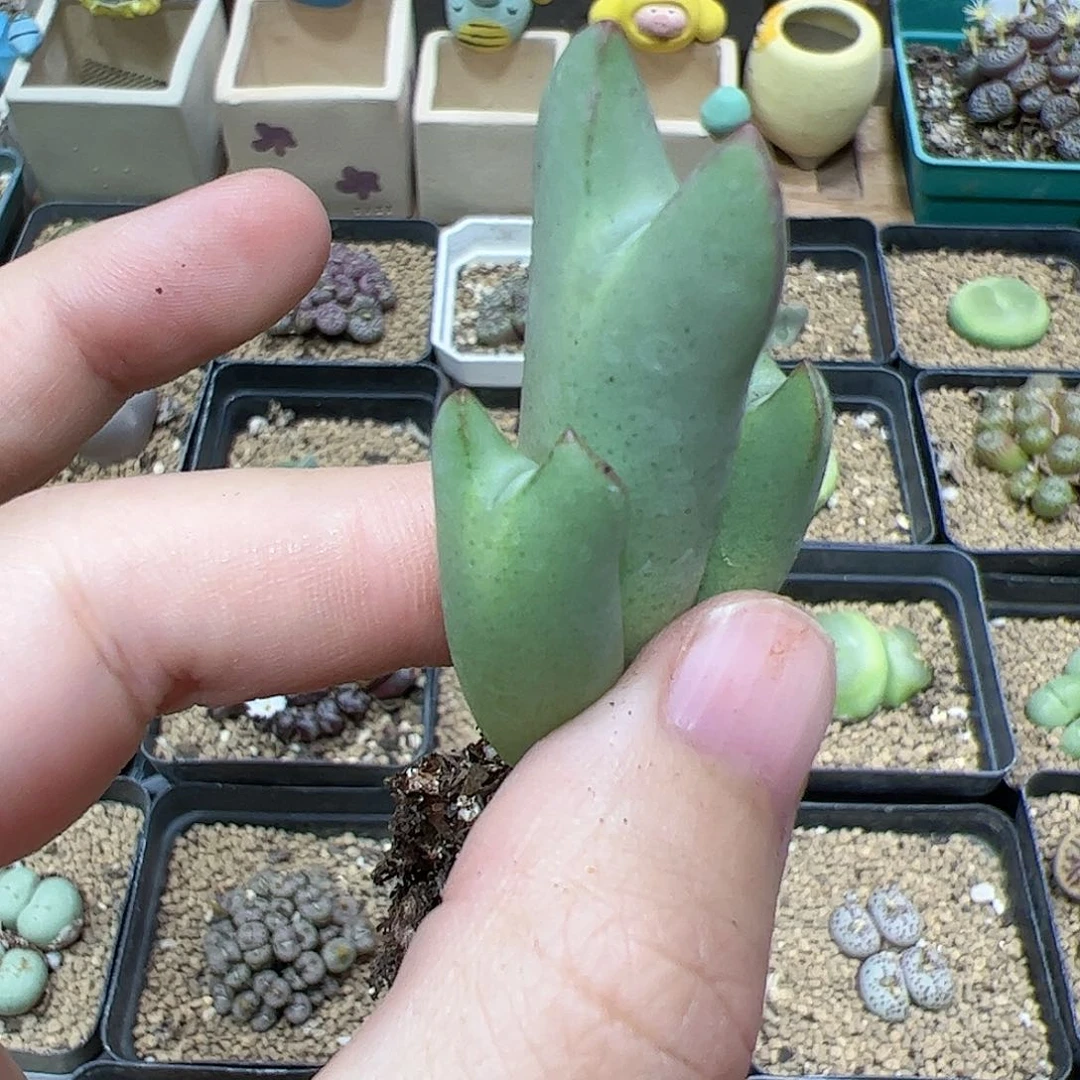 【闪购商品】255 皮卡丘福利