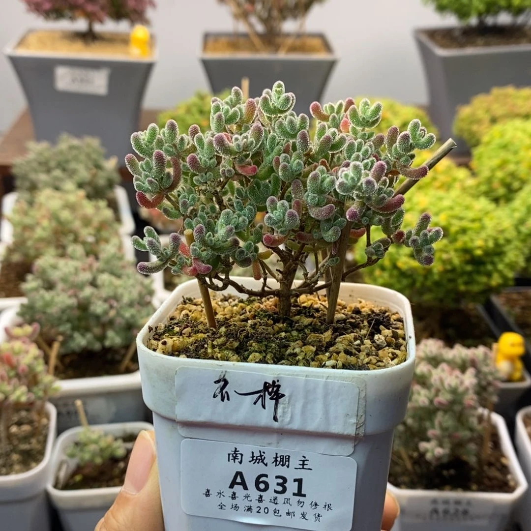 631优选冰晶枝干番杏