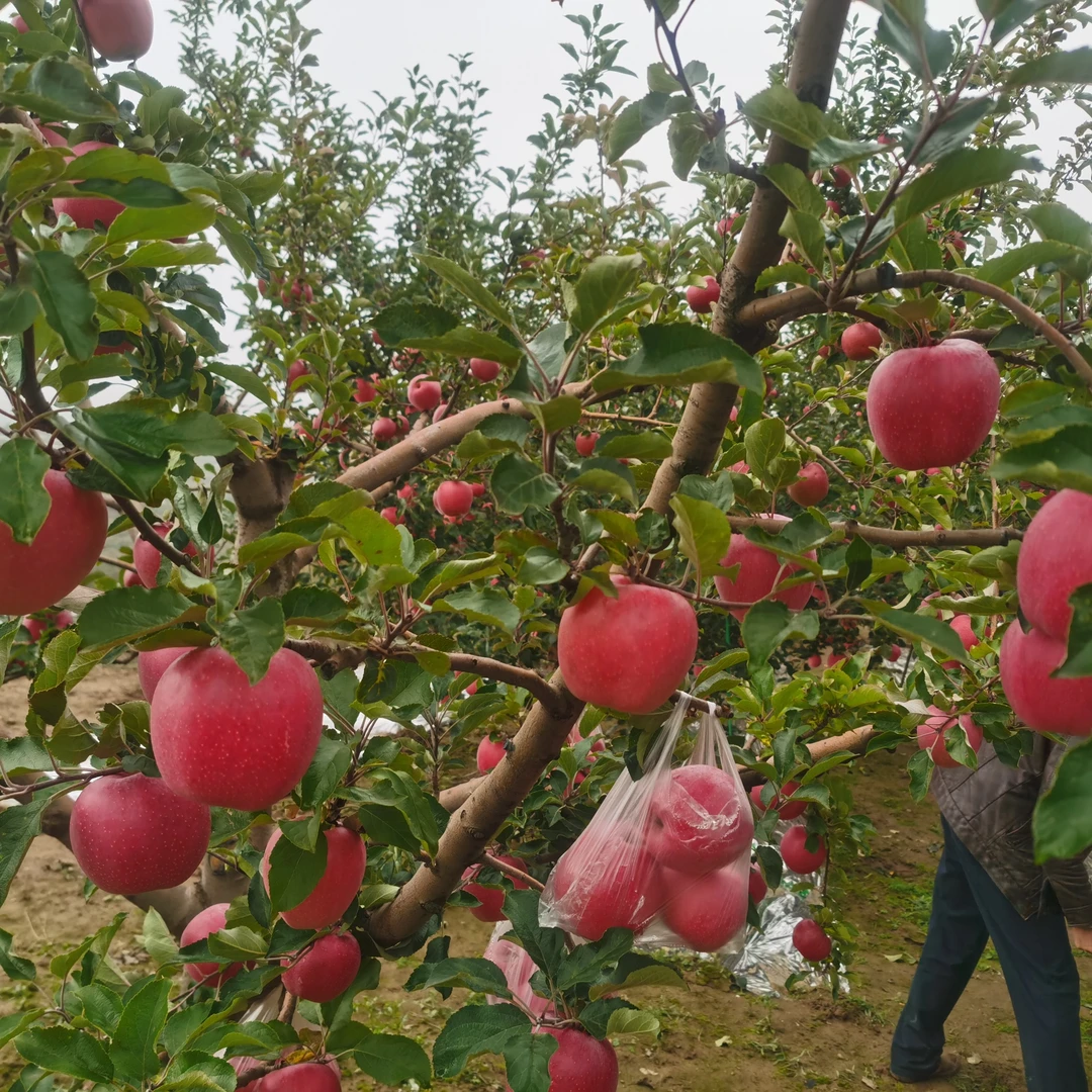 水红秦冠（静宁一号）苹果芽苗也就是乔化半成品
