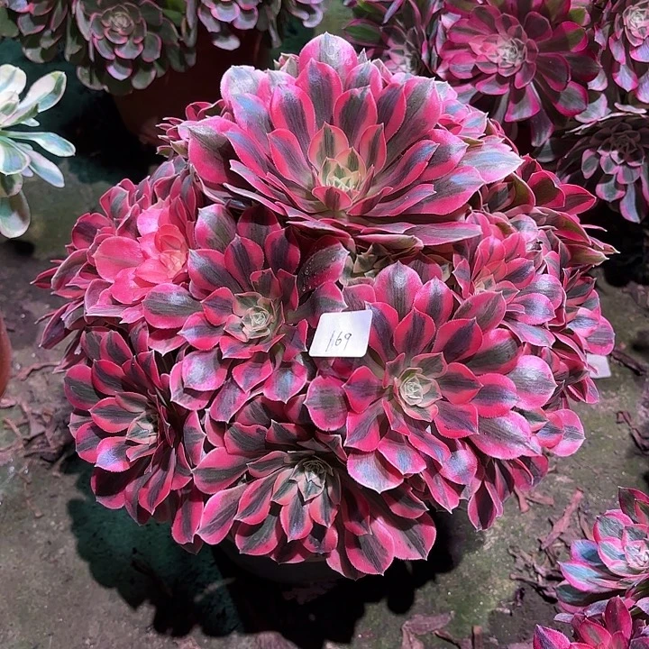 多肉植物女妖00169