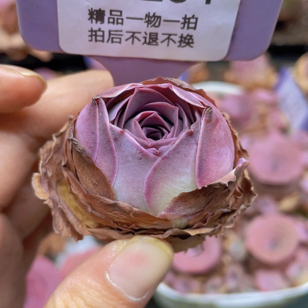 晚****山地玫瑰J204满38包邮裸根发货