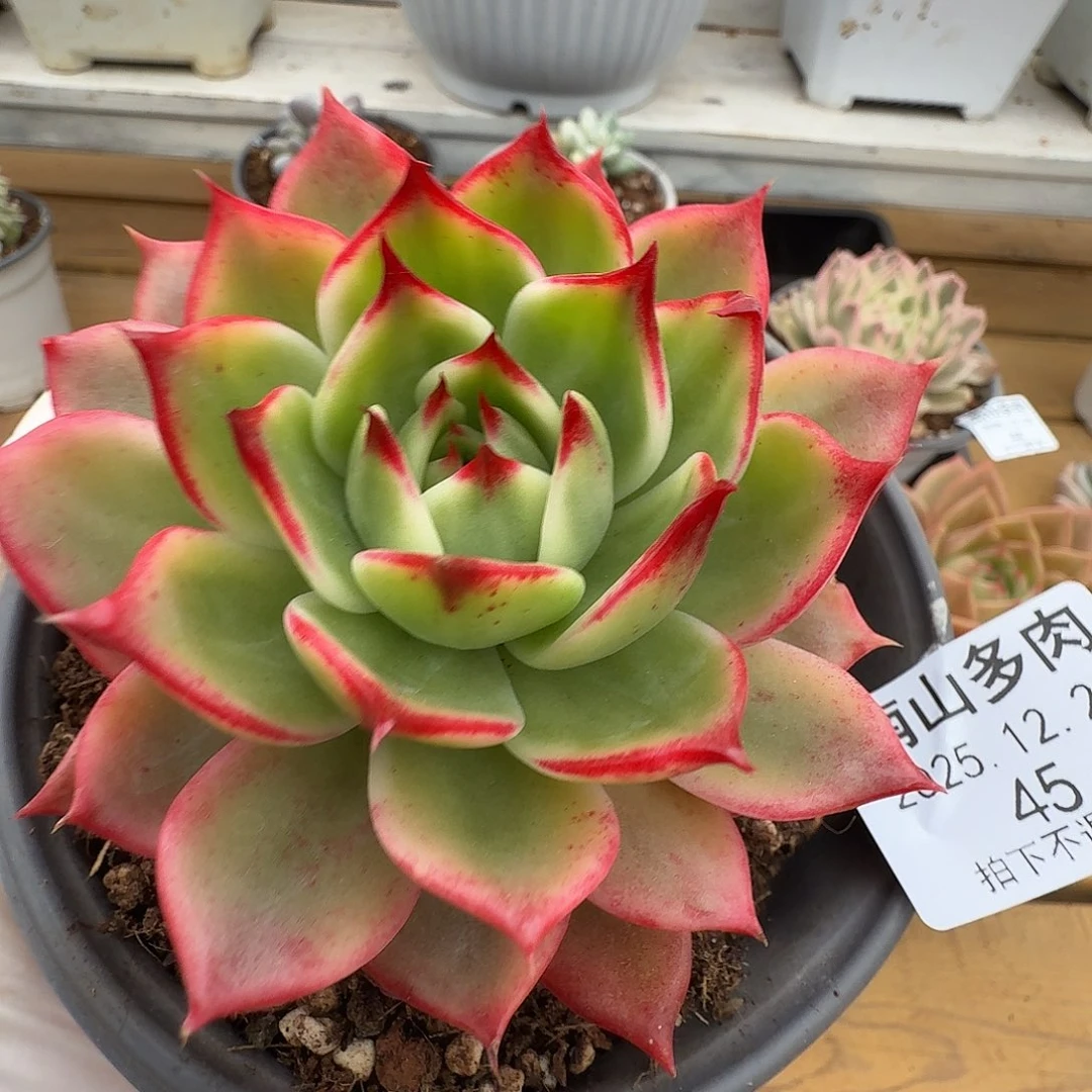 桃花锦111111223-45