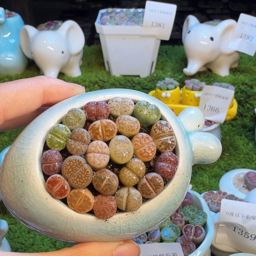 吃***子多肉植物福利款1436