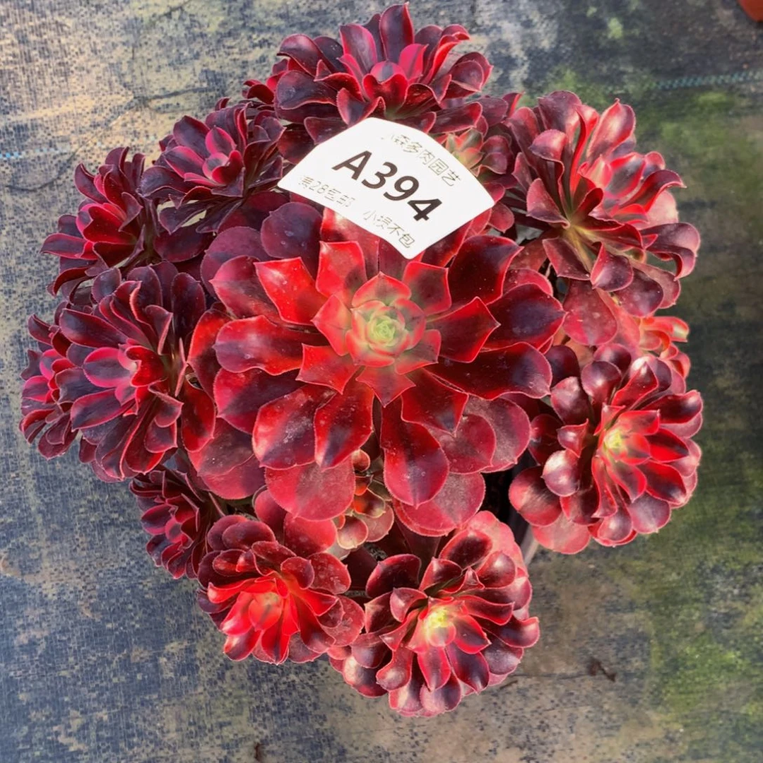 叶*儿美杜莎394000000