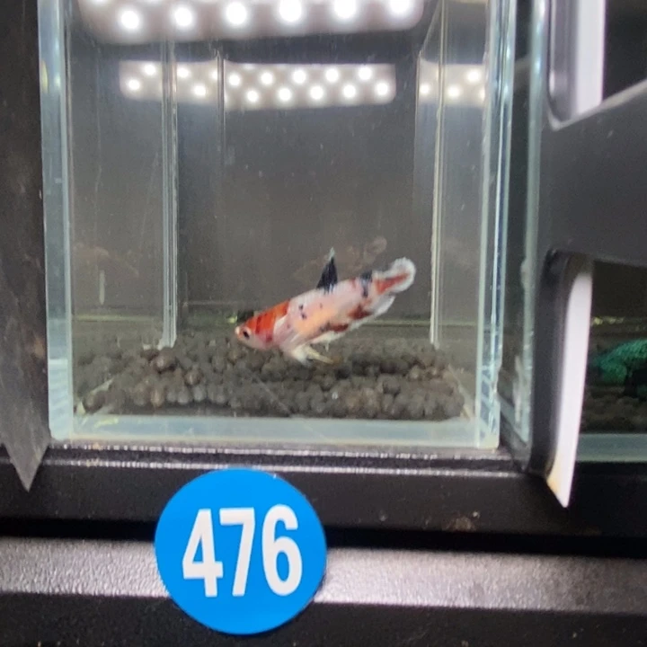 斗鱼泰国斗鱼476号