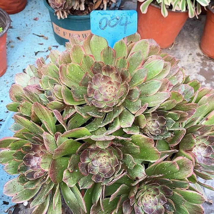 004 一颗半夏法师多肉