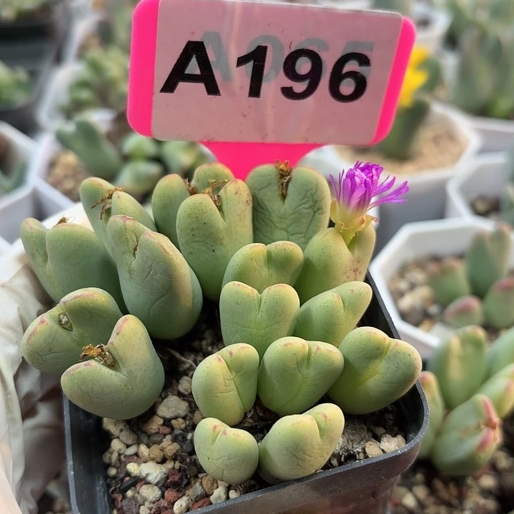 96莫莫莫莫莫莫莫