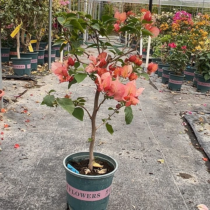 完全开放棒棒糖 不甜西瓜