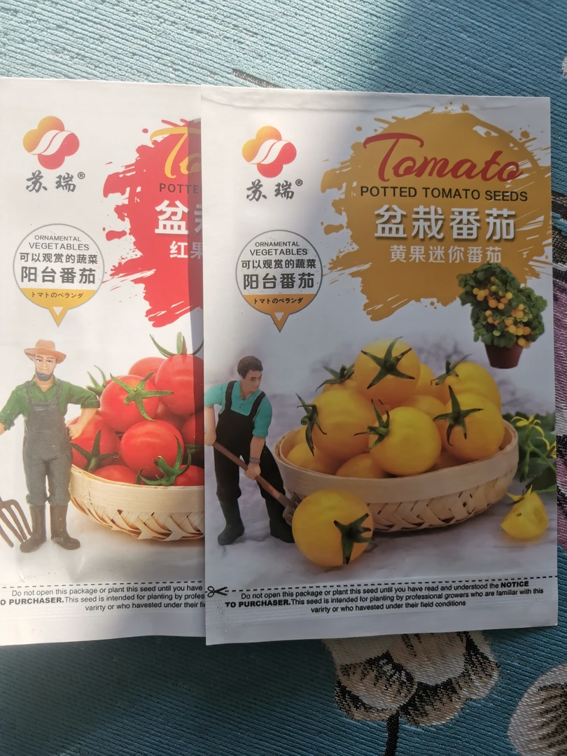 矮生盆栽小番茄籽拍一发二