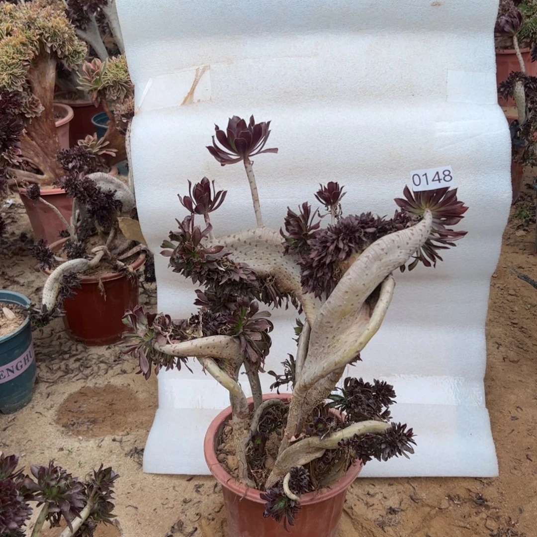 有伤黑缀148高度40