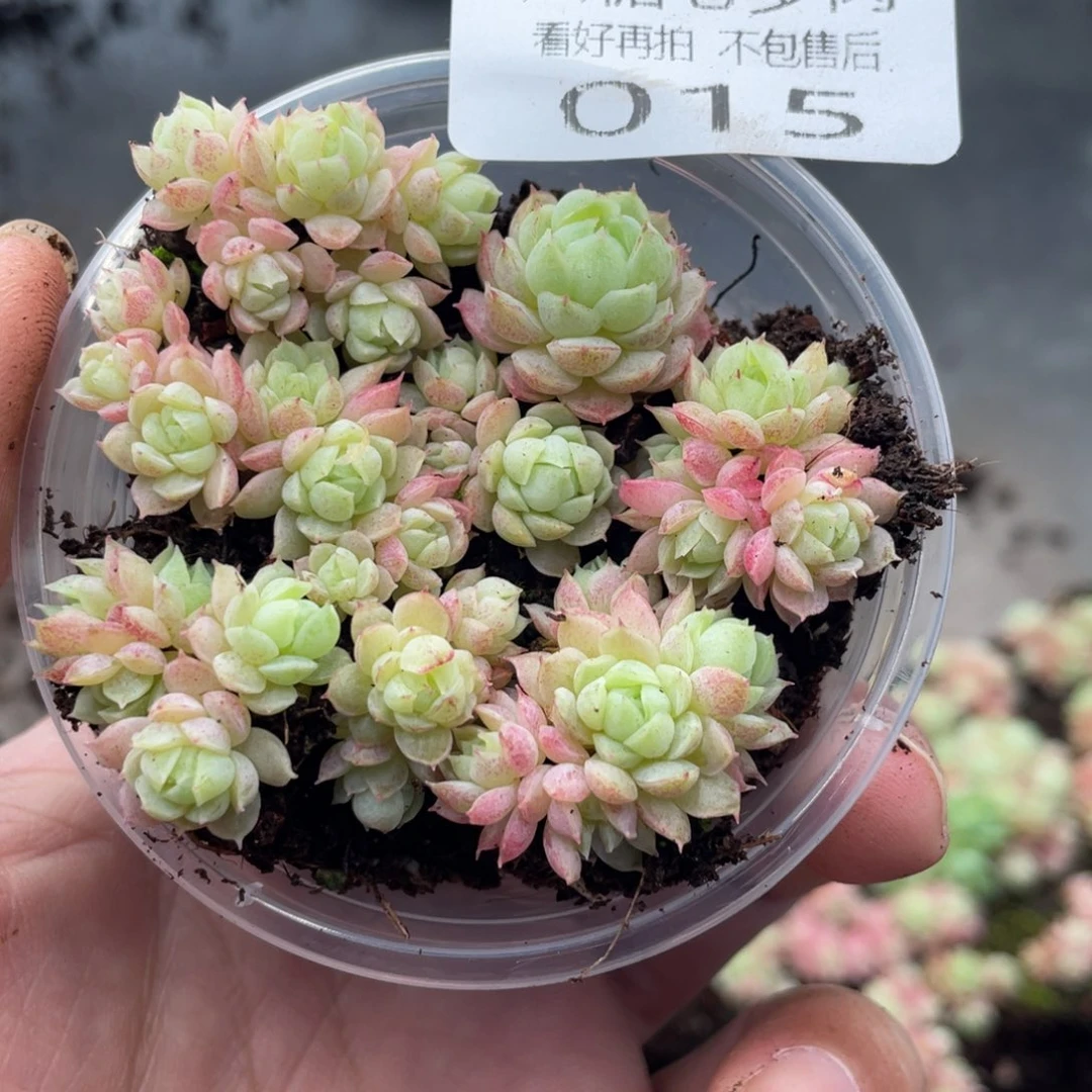 云糖心多肉植物15