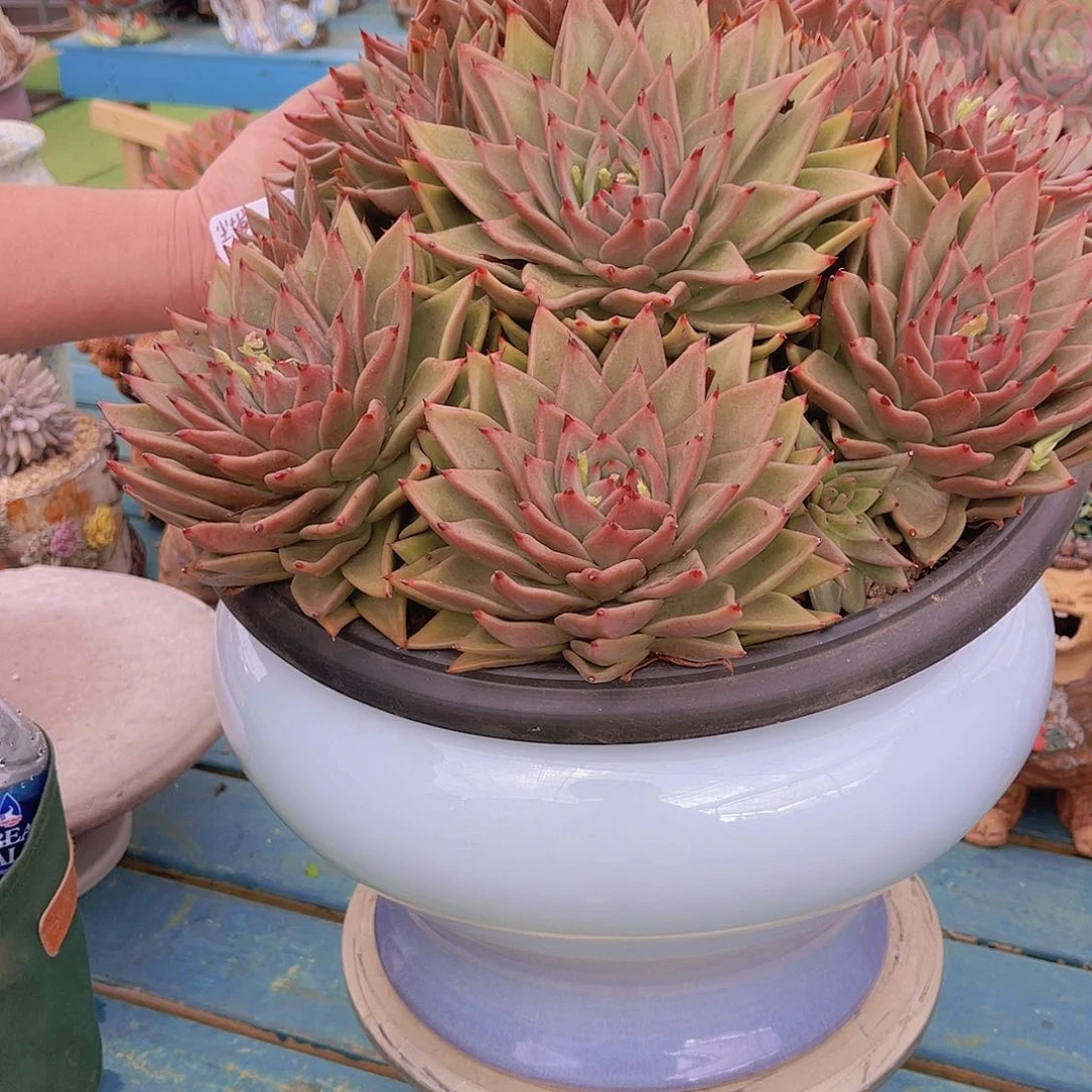 心**埃多肉萌寇力带盆尘埃姐