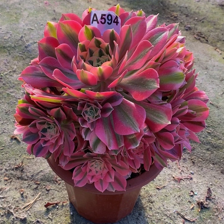 女巫多肉植物594