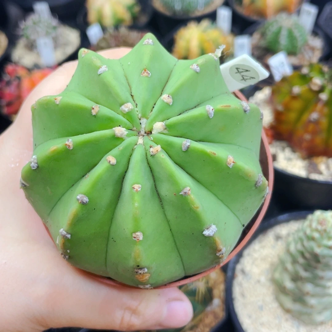 盆5公分满25包邮裸根发货