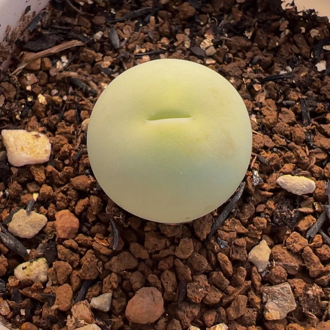 522多肉植物种类和