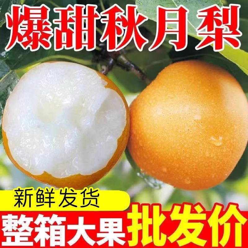 山东正宗秋月梨冰糖梨现摘现发新鲜水果夏季水果9月秋季水果梨