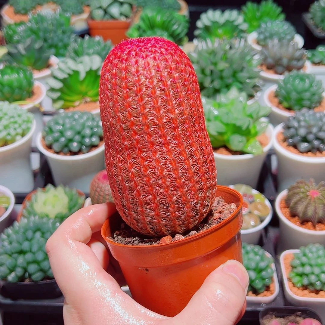 大号红太阳多肉多肉多肉