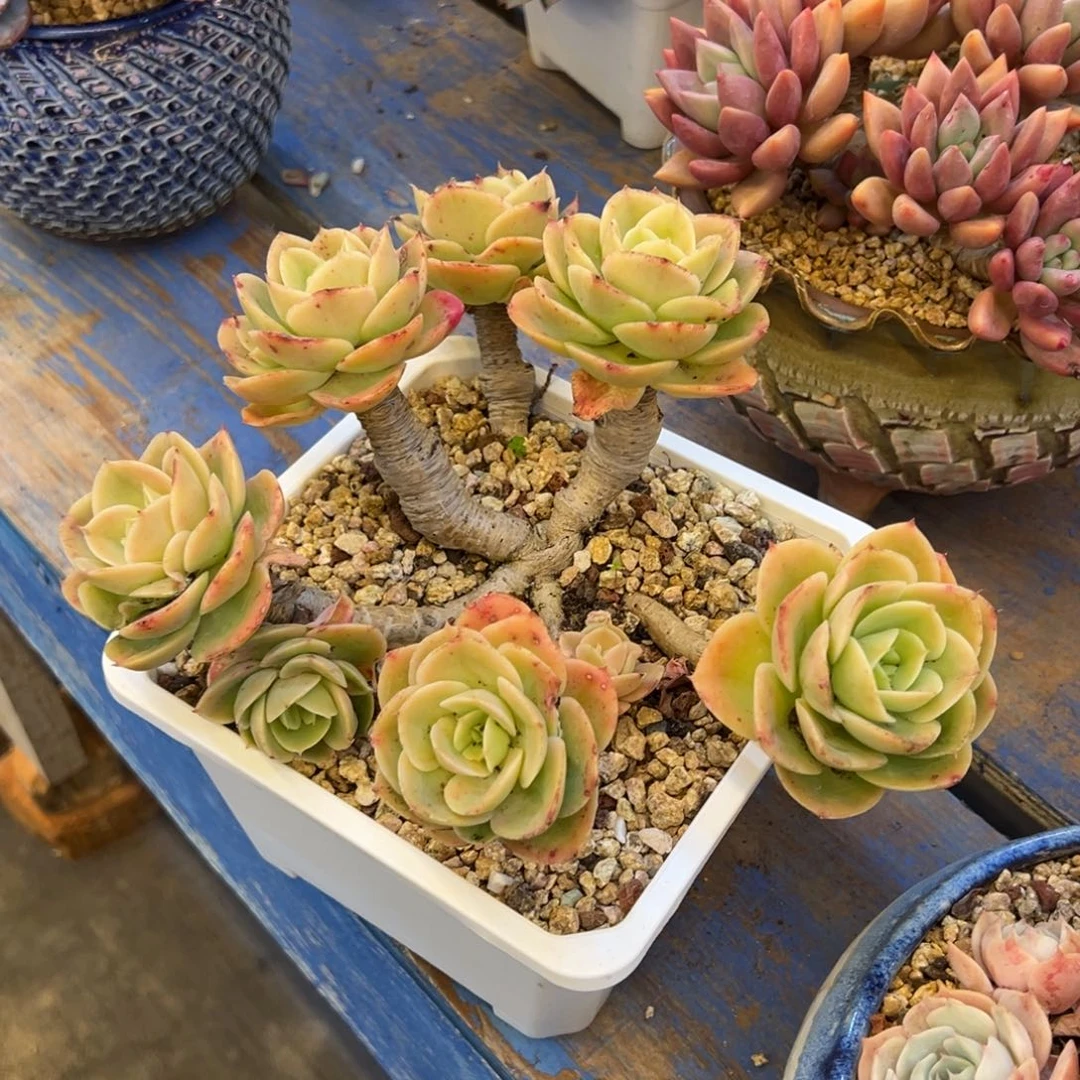 星娜塔，，，，，，，，，，，，，，，，，