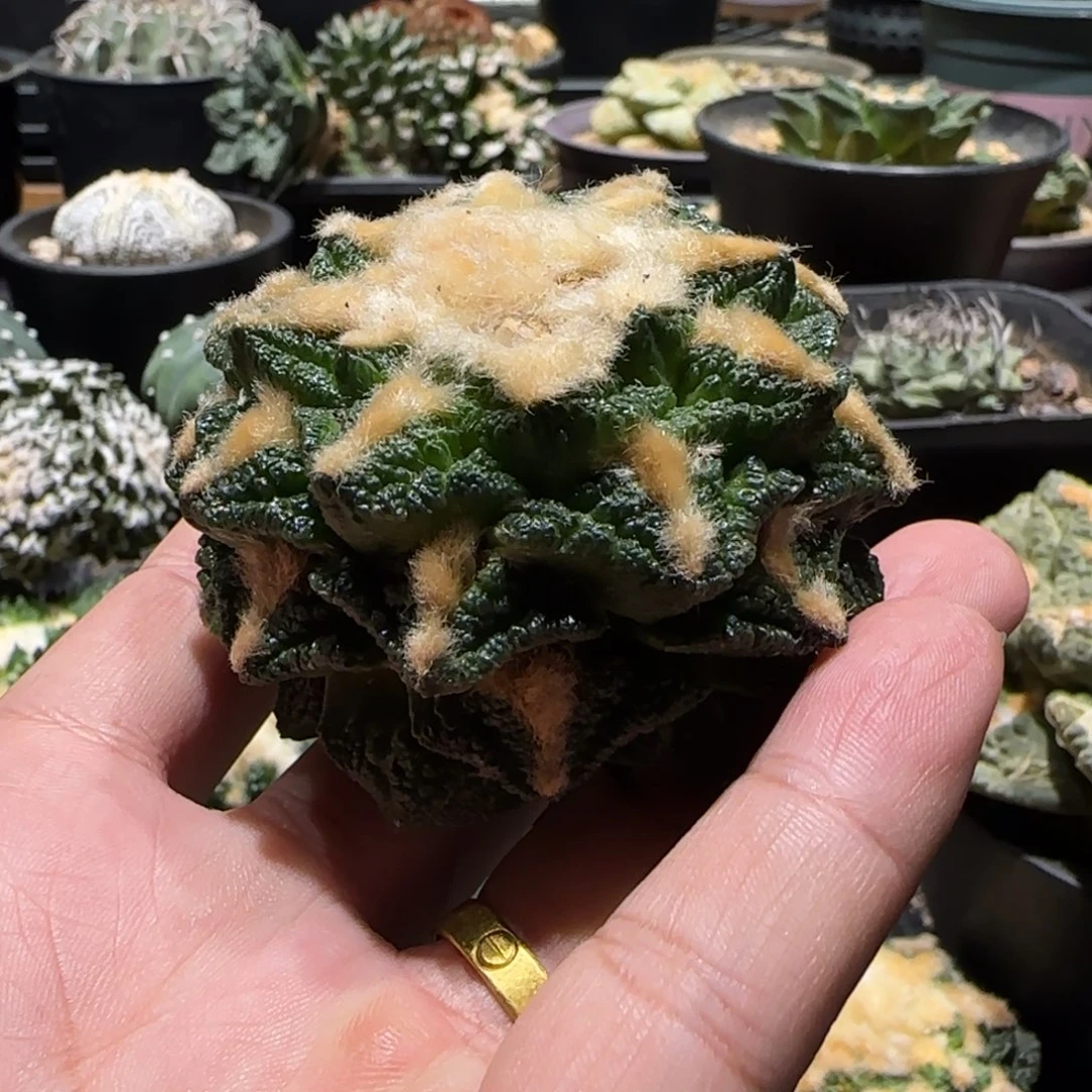 一物一拍开播福利