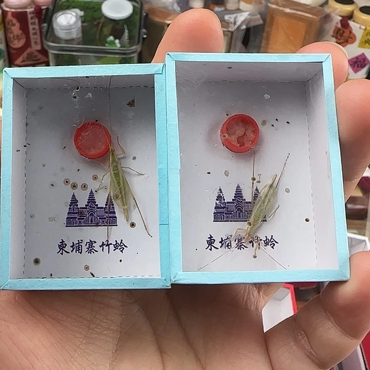 蟋蟀精品柬埔寨竹蛉两条