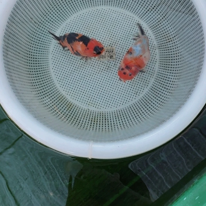 金鱼大体兰寿压成