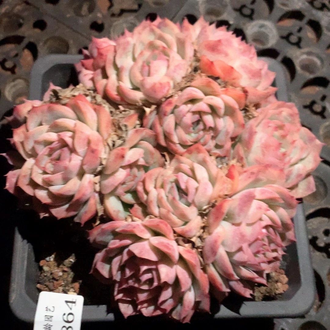 3864杂交多肉植物基地