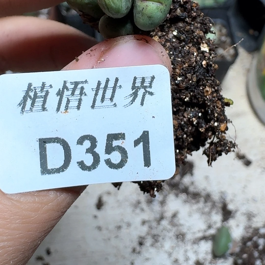 351盒多肉植物哇c
