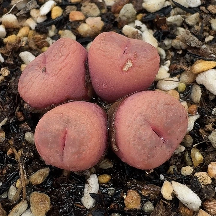 老马生石花四头吕红1916