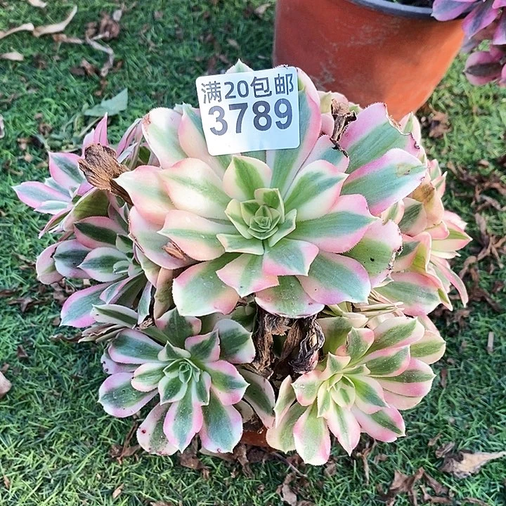 3789 一颗粉女巫法师