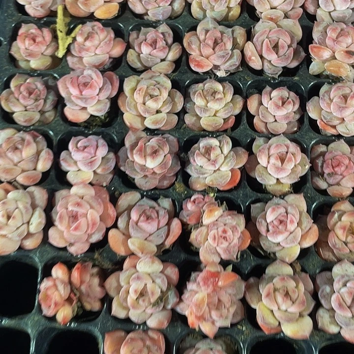 小红钻1元带土发