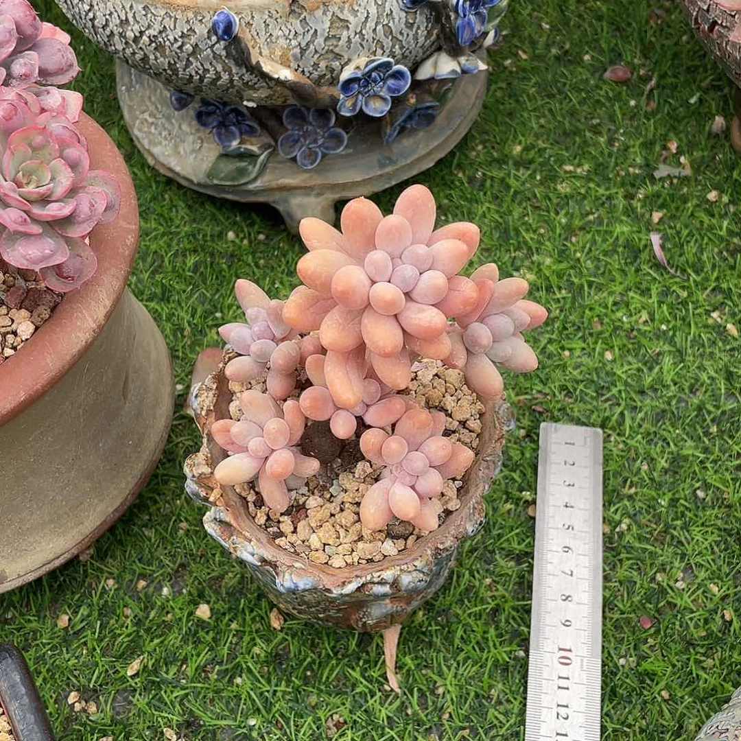 多肉植物的生长发育与生长