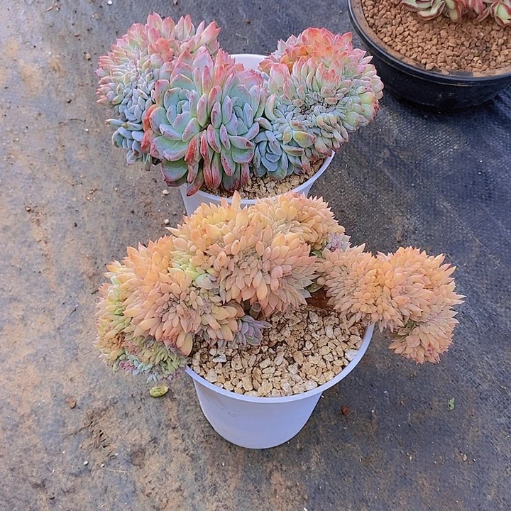 ※***※冰魄多肉植物缀化二个