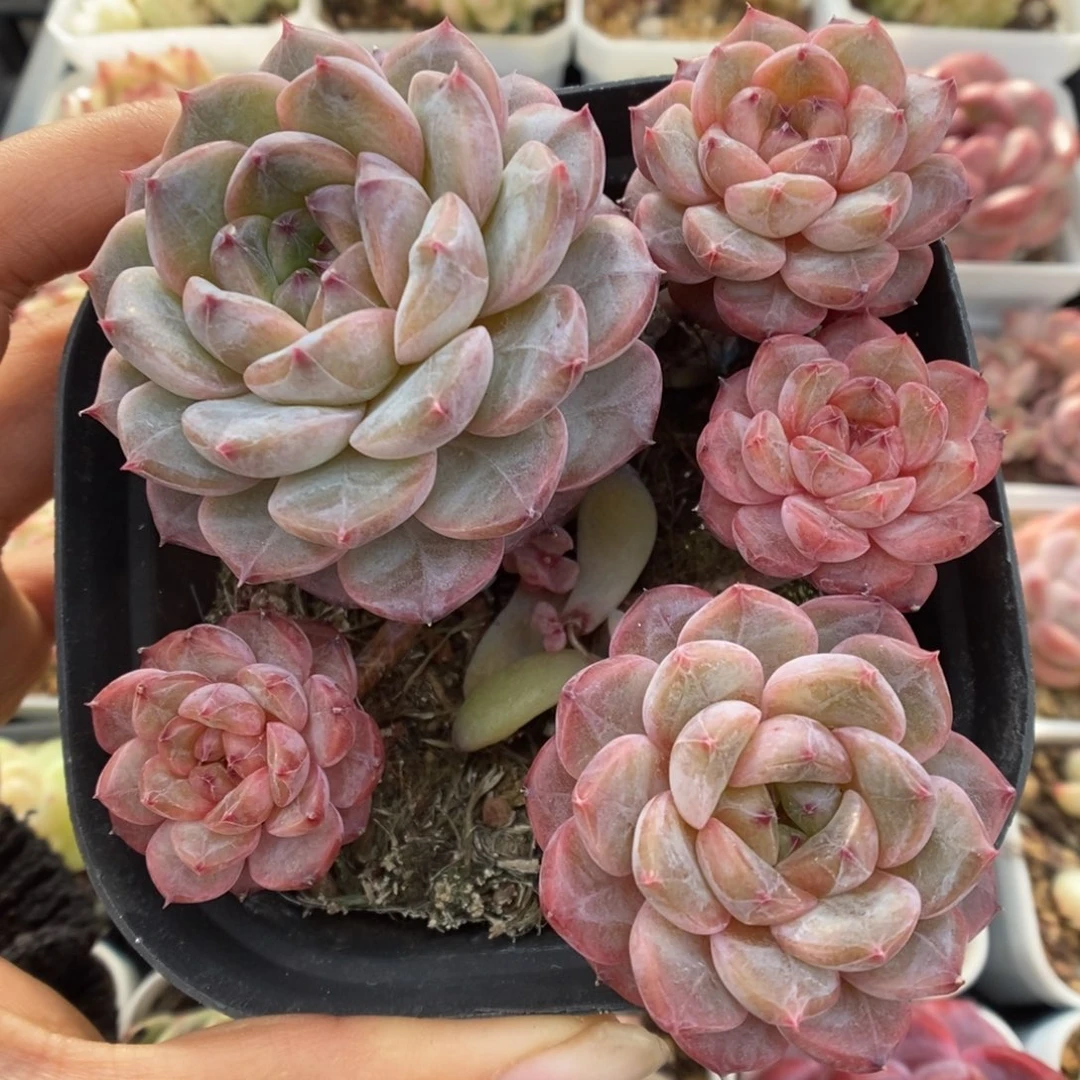 血斑珍妮群生337号。