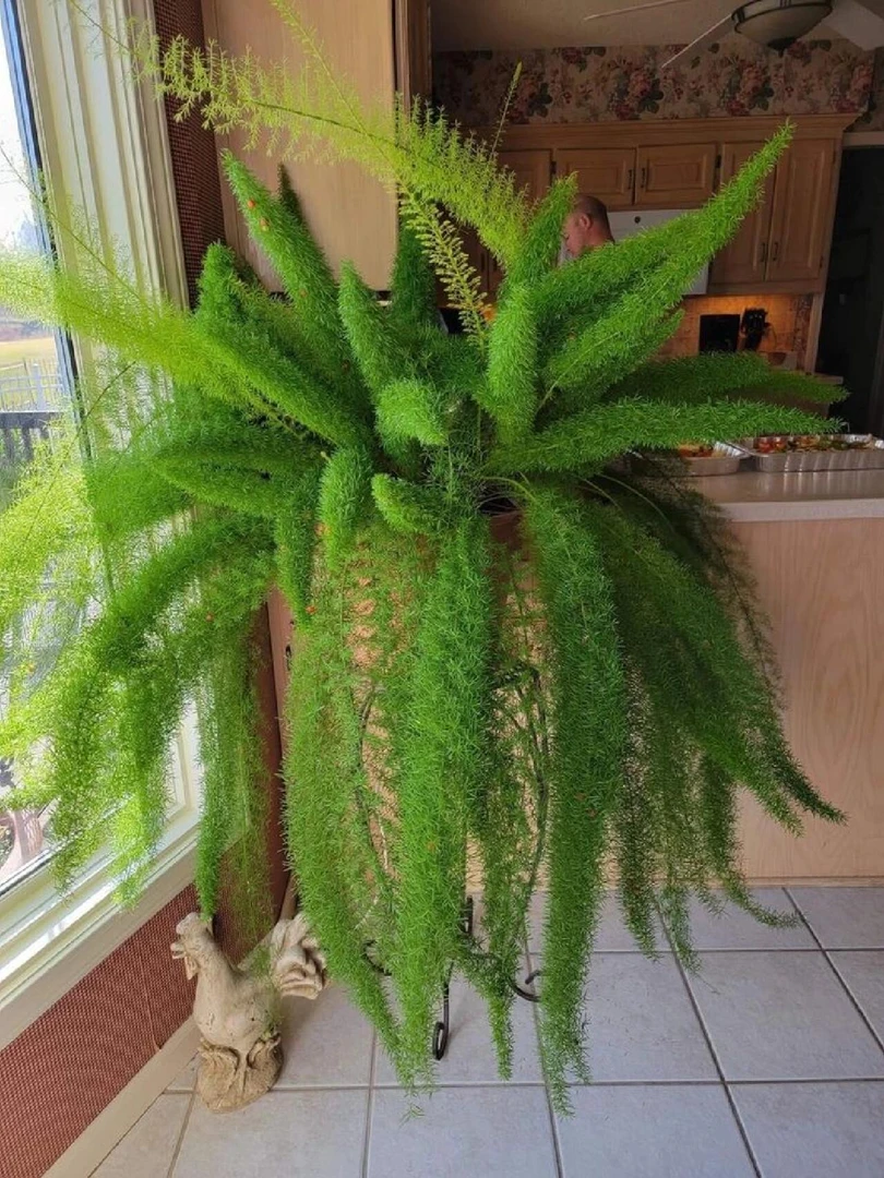 狐尾天门冬草本植物盆栽四季常青适合庭院阳台室外种植的花卉绿植