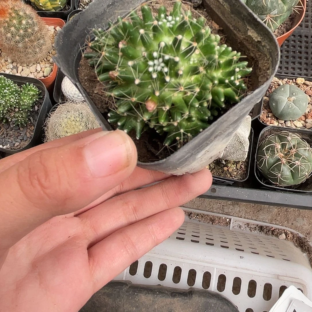 261松针牡丹仙人球植物