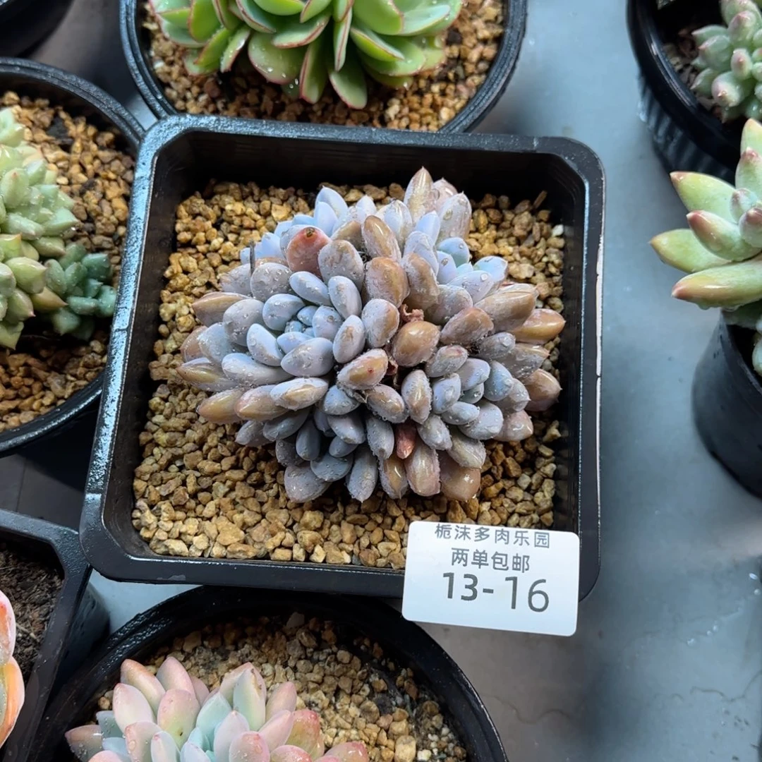默***花13-16不知名多肉植物