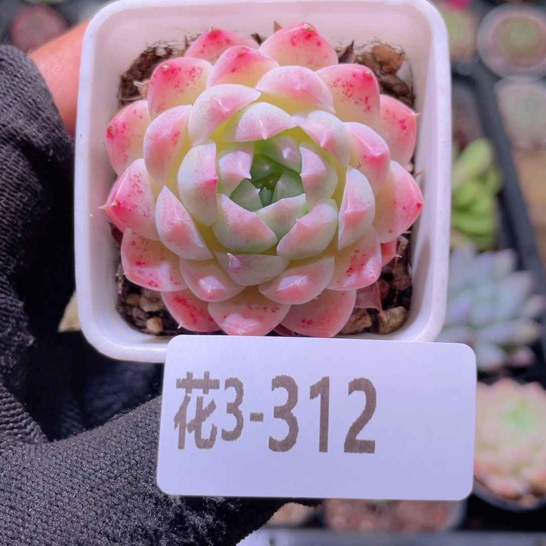花利美3-312美瞳