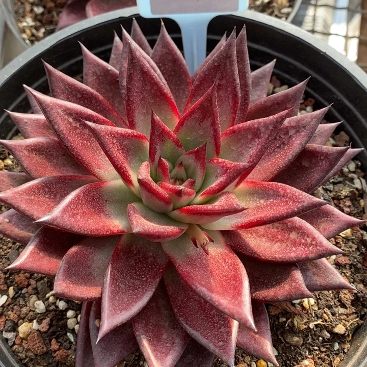 D295- 直播福利 罗卡