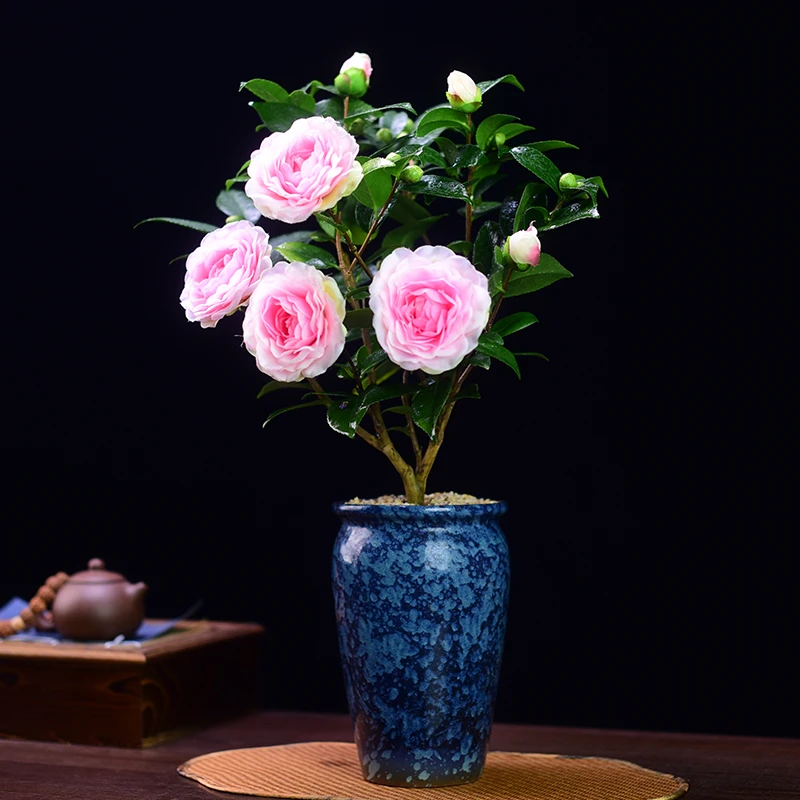 香妃山茶花盆栽带花苞带盆花卉绿植物室内浓香型树苗四季开花