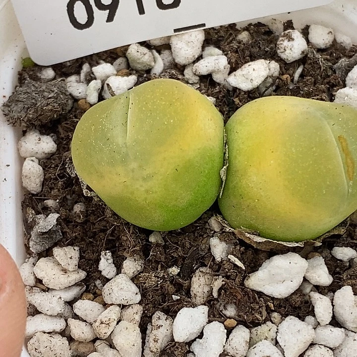 0918-46-o泡有伤特。