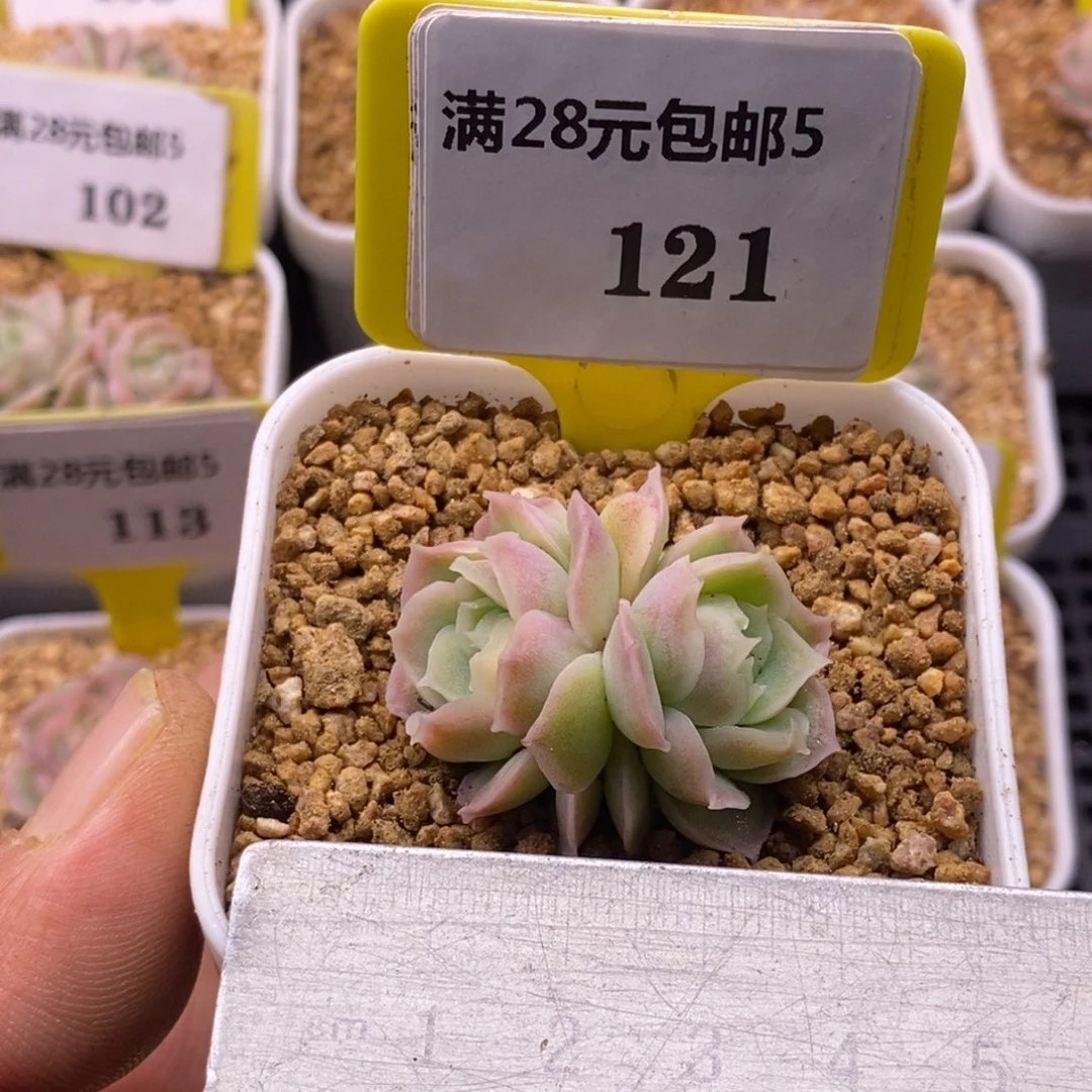 5121水晶虾饺双多肉植物