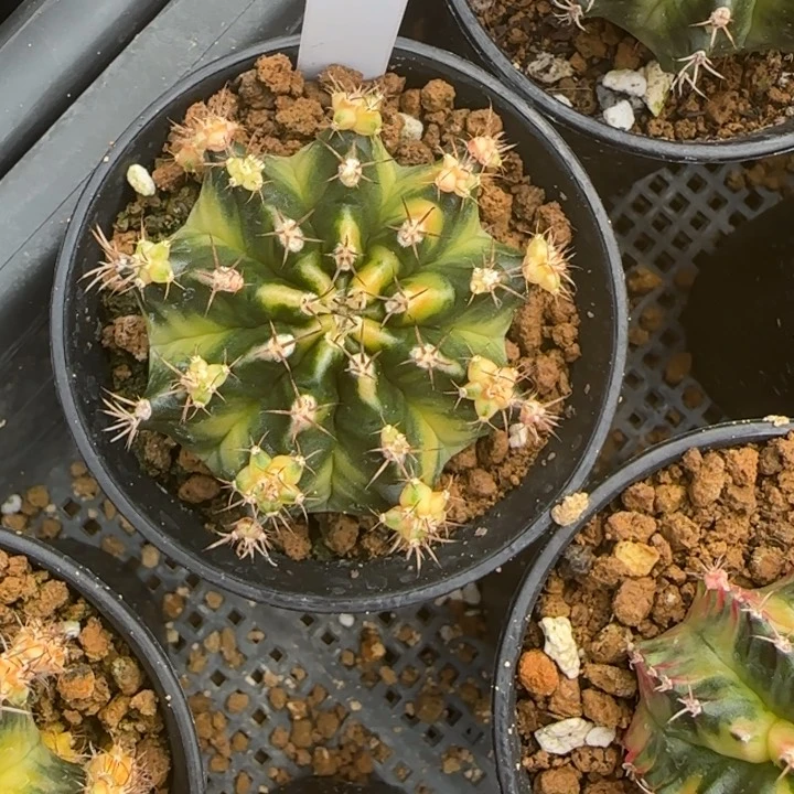 175-0118下播福利泰国发货多肉